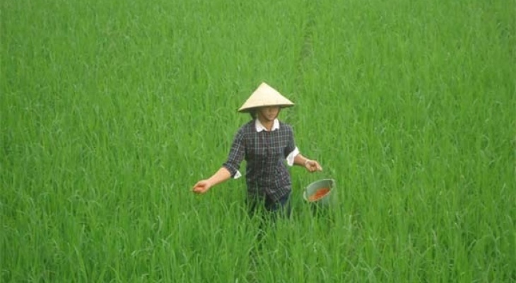 Quy trình và kỹ thuật bón phân cho lúa mang lại năng suất cao